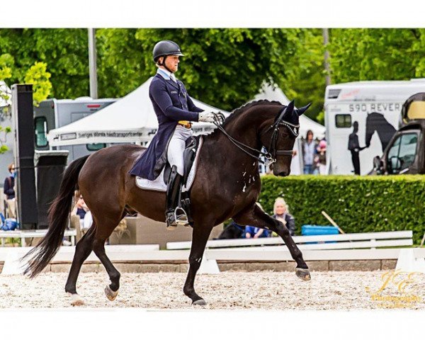 dressage horse Latinotanz (Oldenburg, 2006, from Fidertanz)