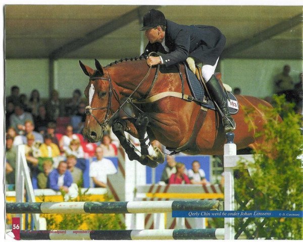 broodmare Querly Chin (Belgian Warmblood, 1993, from Chin Chin)