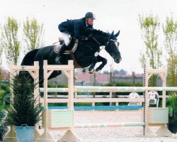 Zuchtstute Walloon de Muze (Belgisches Warmblut, 1999, von Nabab de Rêve)