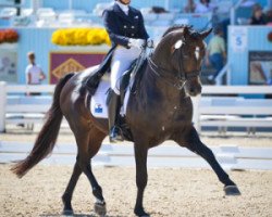 stallion Rosevelt (Hanoverian, 2002, from Rotspon)