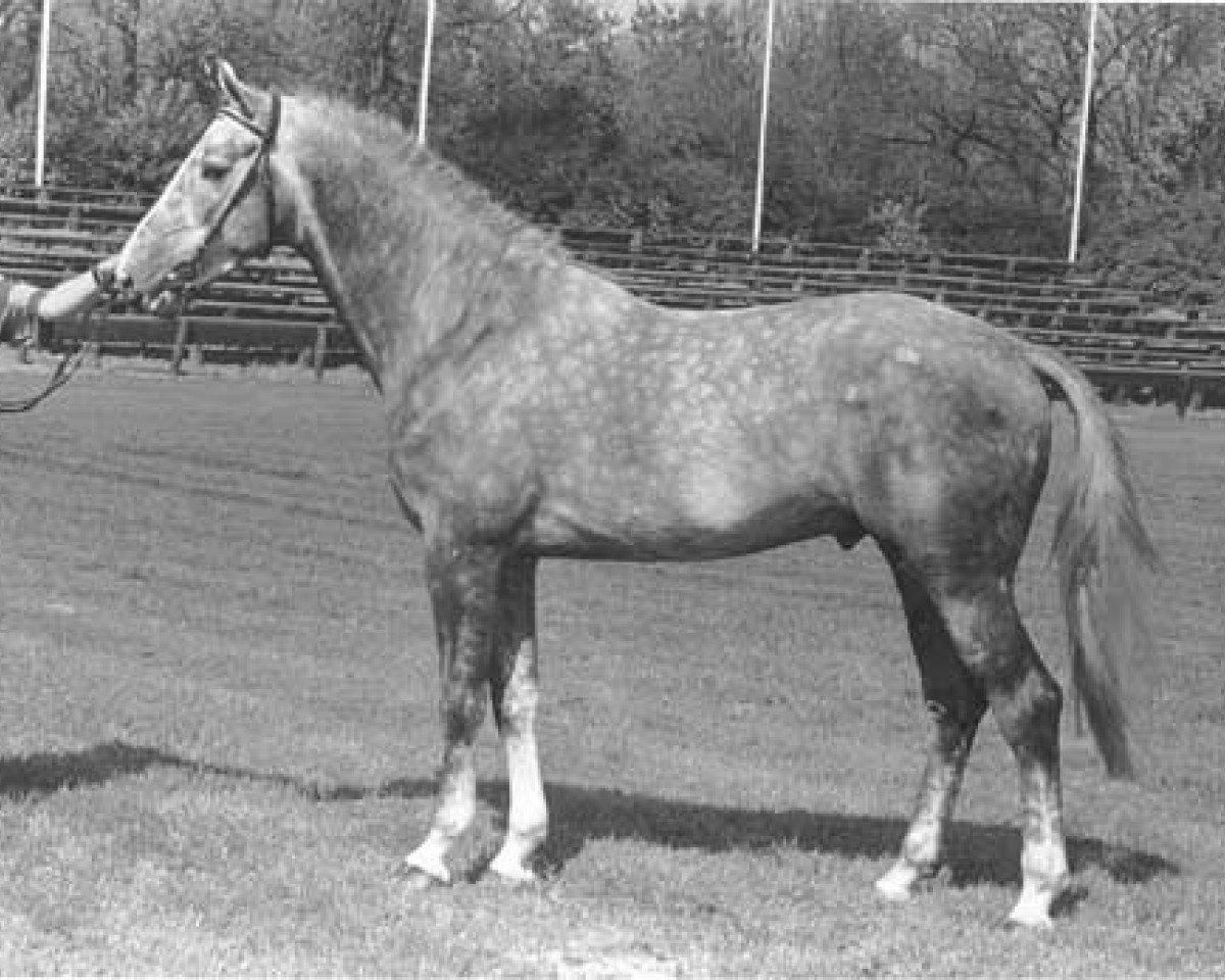 stallion Habsburg (KWPN (Royal Dutch Sporthorse), 1989, from Burggraaf)