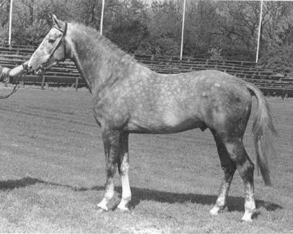 stallion Habsburg (KWPN (Royal Dutch Sporthorse), 1989, from Burggraaf)
