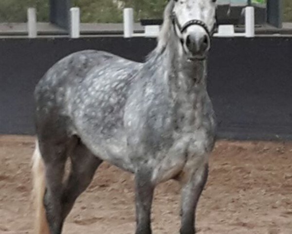 jumper Corrimbla Star (Connemara Pony, 2010, from An Claiomh Solais)