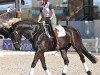 dressage horse Sir Barnaby (Oldenburg, 2007, from Sir Donnerhall I)