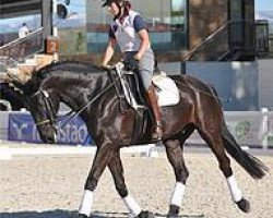 dressage horse Sir Barnaby (Oldenburg, 2007, from Sir Donnerhall I)