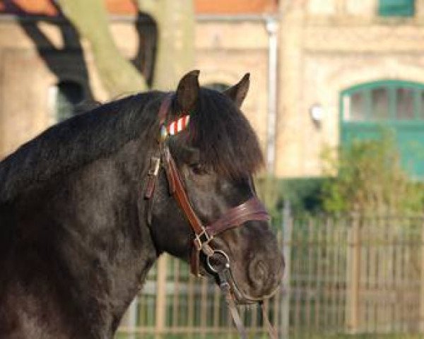 horse Fietje (Rhenish-German Cold-Blood, 2013, from Fritz)