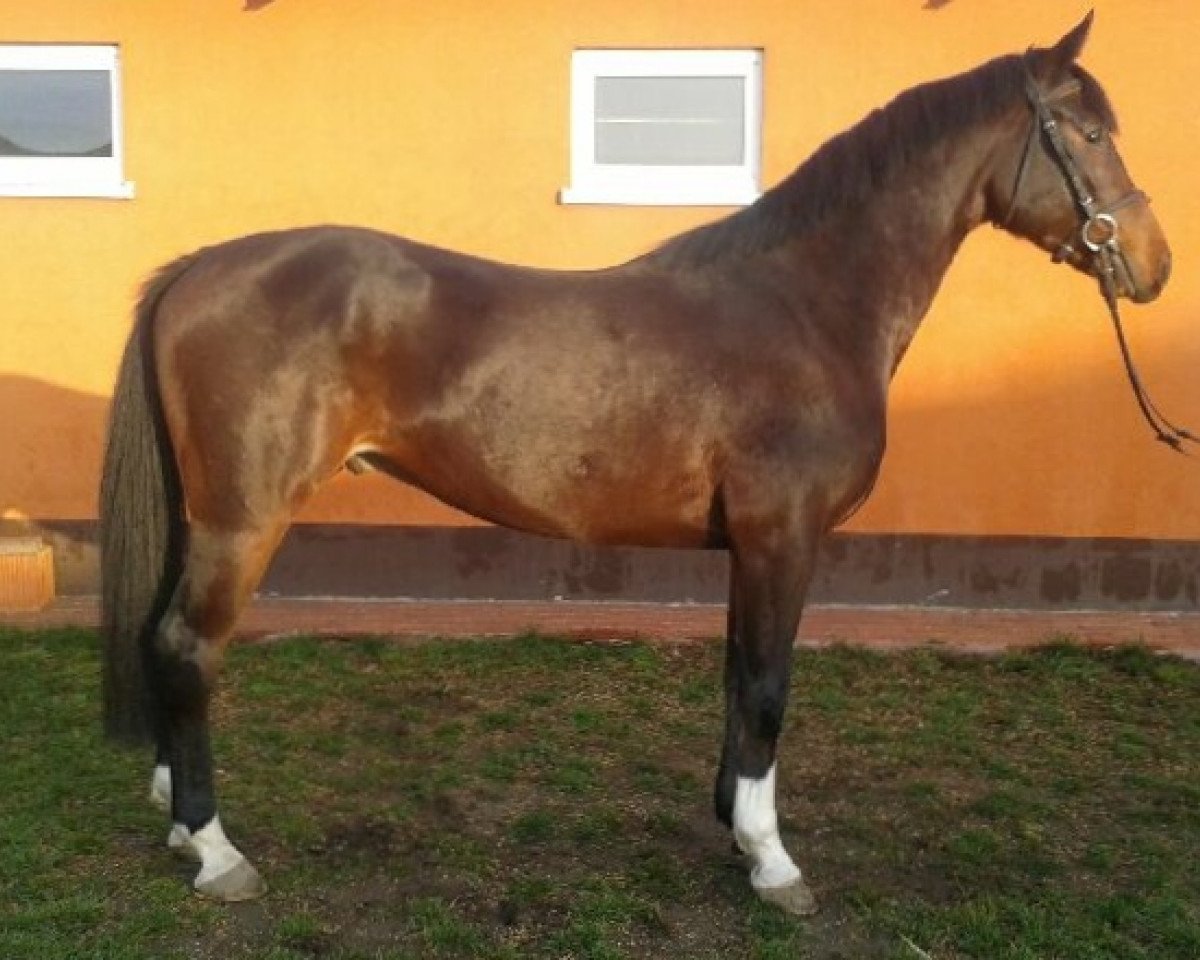 horse Gran Paradiso L (Polish Warmblood, 2012, from Che Guevara L)