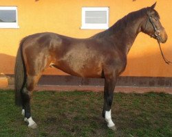 jumper Gran Paradiso L (Polish Warmblood, 2012, from Che Guevara L)