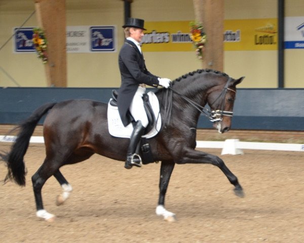 dressage horse Asther de Jeu (Royal Warmblood Studbook of the Netherlands (KWPN), 2005, from Contango)
