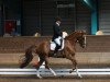 dressage horse Alpha de Jeu (KWPN (Royal Dutch Sporthorse), 2005, from Watermill Scandic)