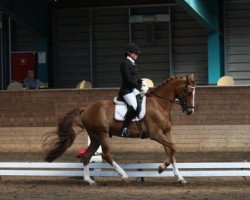 dressage horse Alpha de Jeu (KWPN (Royal Dutch Sporthorse), 2005, from Watermill Scandic)