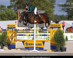 jumper Baldessarini (KWPN (Royal Dutch Sporthorse), 2006, from Contendro II)