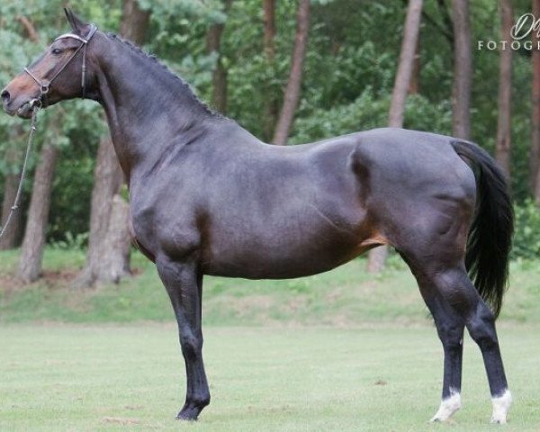 broodmare O.Esther (Royal Warmblood Studbook of the Netherlands (KWPN), 1996, from Jazz)