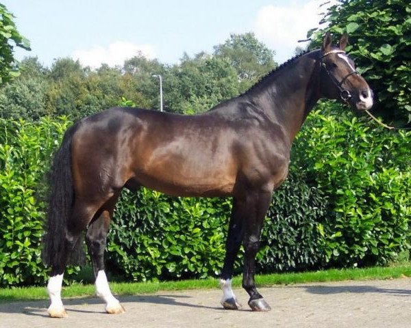 horse Marius Claudius (Royal Warmblood Studbook of the Netherlands (KWPN), 1994, from Concorde)