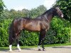 stallion Marius Claudius (Royal Warmblood Studbook of the Netherlands (KWPN), 1994, from Concorde)