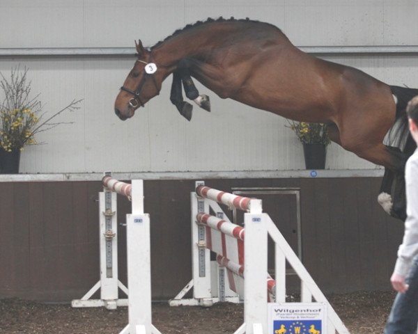 Springpferd Denzel van het Meulenhof (Belgium Sporthorse, 2009, von Marius Claudius)