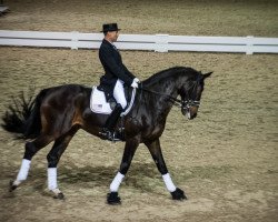 dressage horse Rey del Mundo (Westphalian, 2007, from Rock Forever NRW)