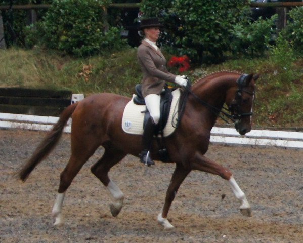 dressage horse Don De Niro 3 (Oldenburg, 2002, from De Niro)