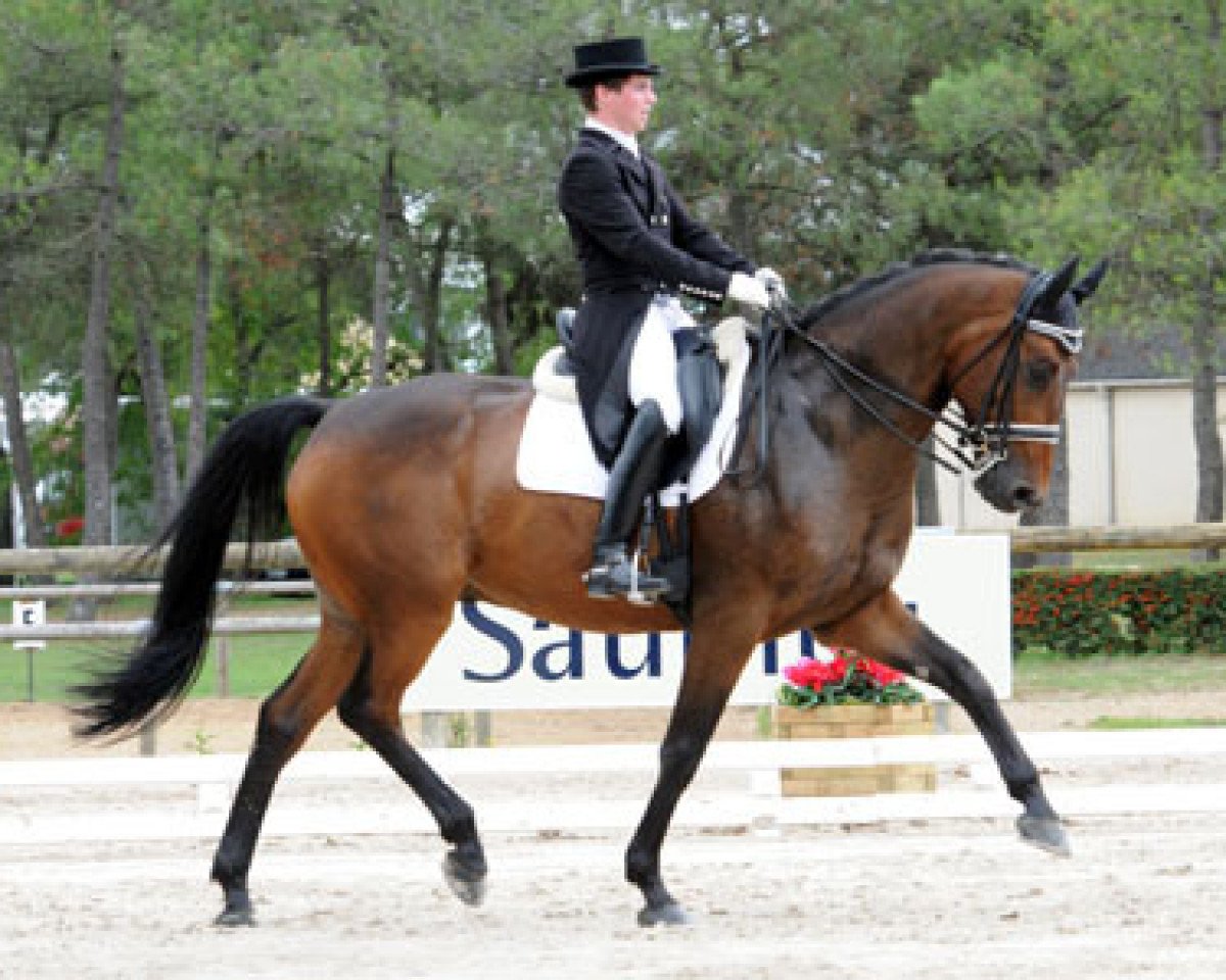 dressage horse Gotcha (Hanoverian, 2002, from Goethe)