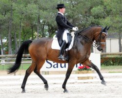 dressage horse Gotcha (Hanoverian, 2002, from Goethe)