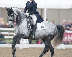 dressage horse Royal Concert (Oldenburg, 2003, from Royal Diamond)