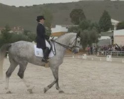 dressage horse Dacapo (Zweibrücken, 2003, from De Niro)