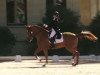 dressage horse Flash (Hanoverian, 2004)