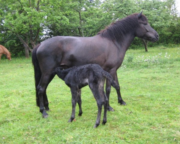 broodmare Hamradis vom Zauberberg (Iceland Horse, 2000, from Kraftur fra Skardi)