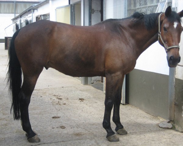 horse Cordoba 24 (German Warmblood, 1986)