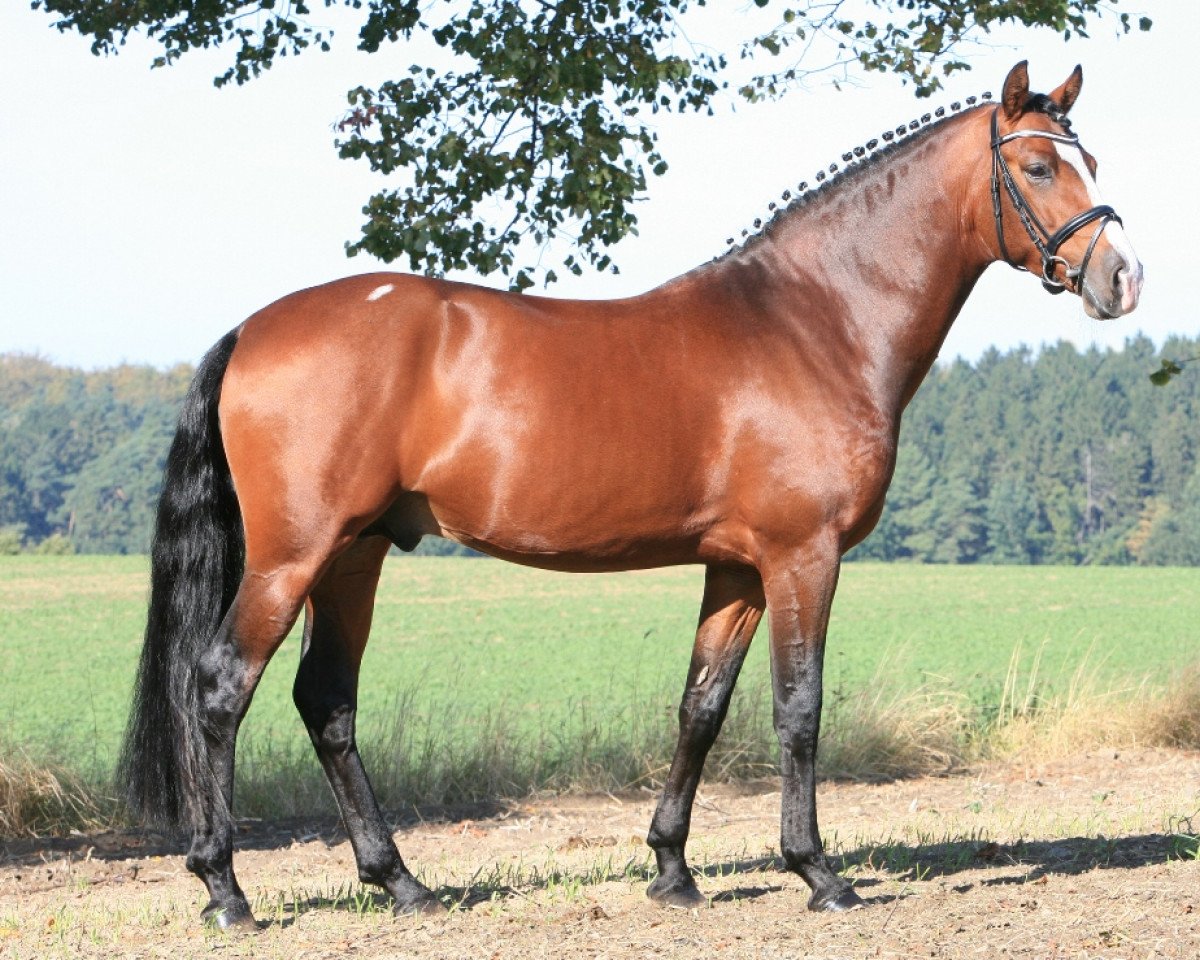 stallion Dance On Top (German Riding Pony, 2006, from HB Daylight)