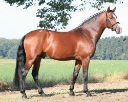 stallion Dance On Top (German Riding Pony, 2006, from HB Daylight)