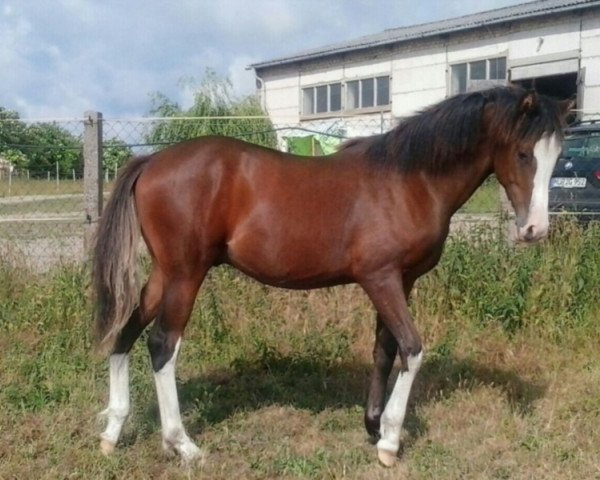 Springpferd Wallach v. Dance on Top x Folklore (Deutsches Reitpony, 2014, von Dance On Top)