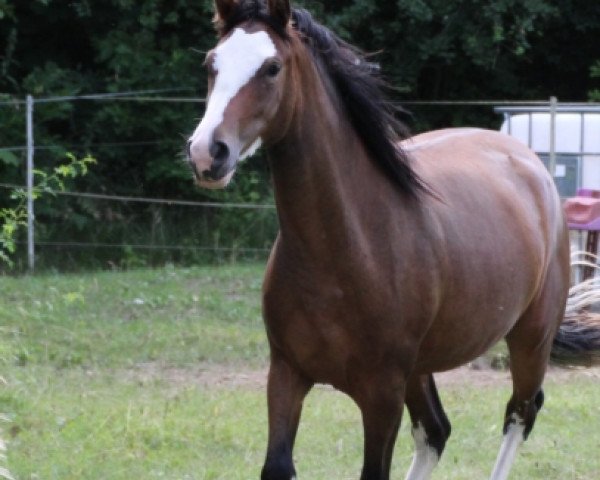 jumper Stute v. Dance on Top x Folklore (German Riding Pony, 2013, from Dance On Top)