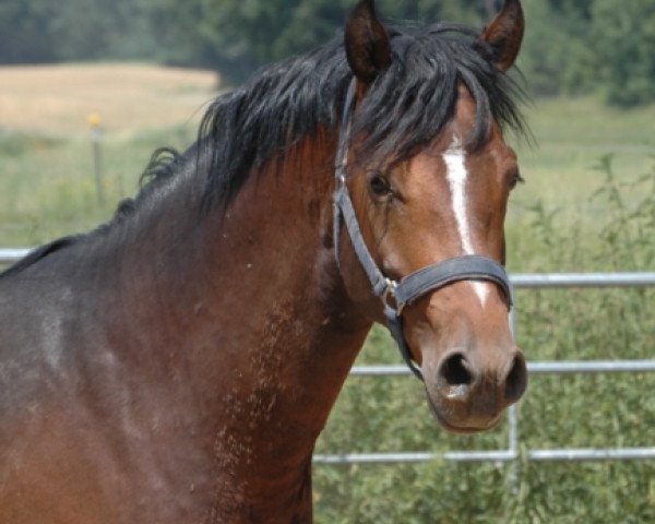 jumper Wallach v. Dance on Top (German Riding Pony, 2012, from Dance On Top)