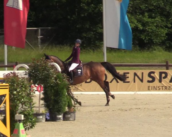 Reitturnier CSI** Westergellersen 2020