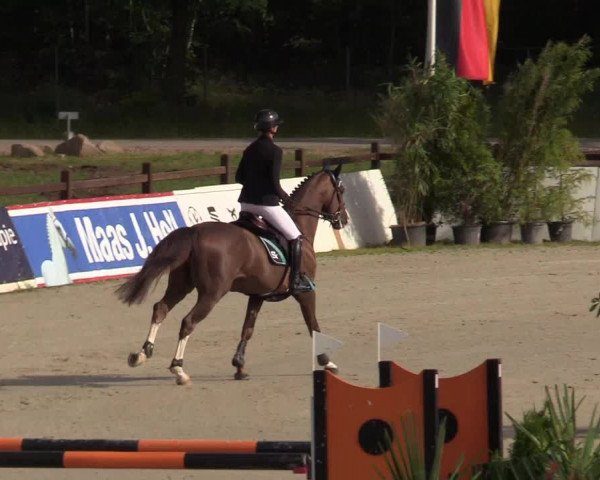 Reitturnier CSI** Westergellersen 2020