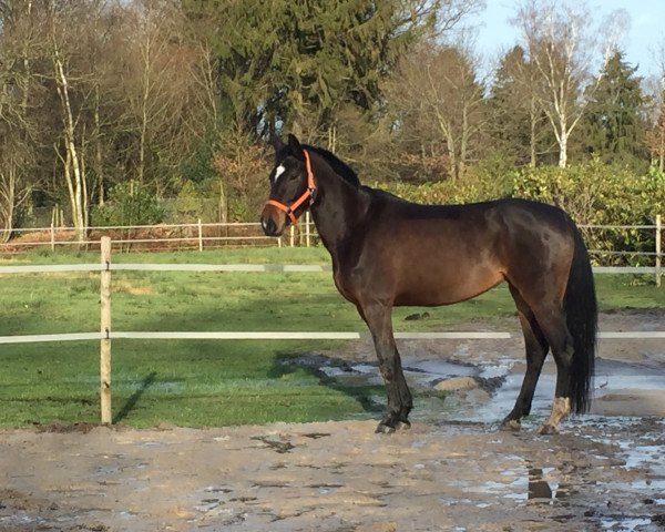 Zuchtstute Amelie 133 (Deutsches Reitpferd, 2009, von Rajko)