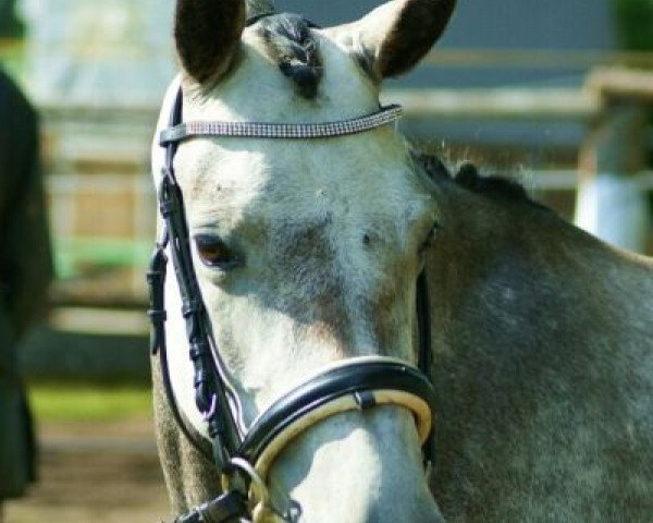 Zuchtstute Celina on Top AS (Deutsches Reitpony, 2010, von Dance On Top)