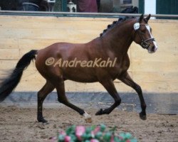 Springpferd De Janeiro (Deutsches Reitpony, 2012, von Dance On Top)