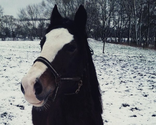 Pferd Enzians Maxime (Welsh-Cob (Sek. C),  , von Moarzicht's Marck)