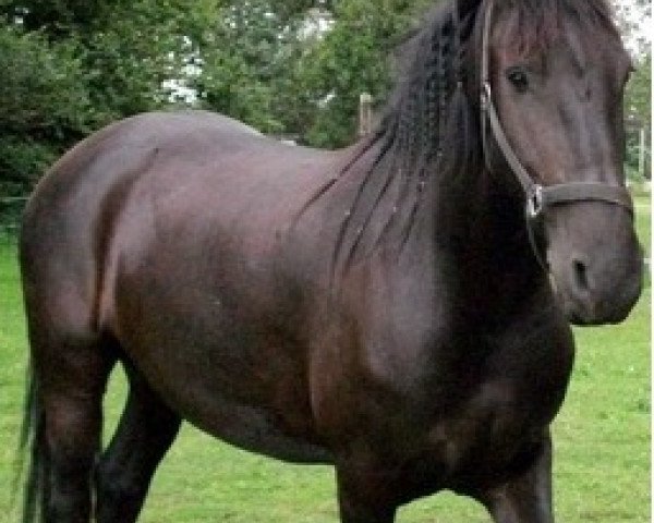 broodmare Mendy (Friese,  , from Marko 262)