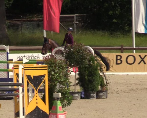 Reitturnier CSI** Westergellersen 2020