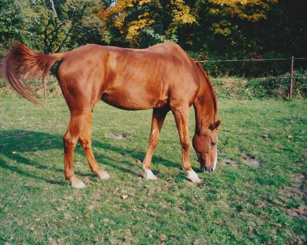 Pferd Bonny (Budjonny, 1983, von Brunet)