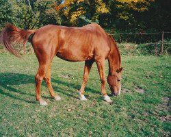 Pferd Bonny (Budjonny, 1983, von Brunet)