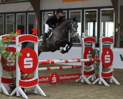 dressage horse Ray of Grey (Trakehner, 2011, from Sky Dancer)