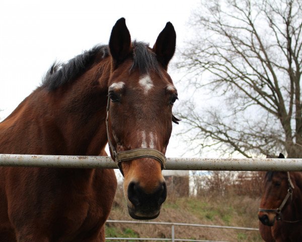 Pferd Diamant (Sachse, 1991, von Diabas I 1327)