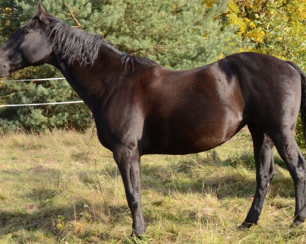 horse Dolina (polish noble half-breed, 2000, from Lewin)