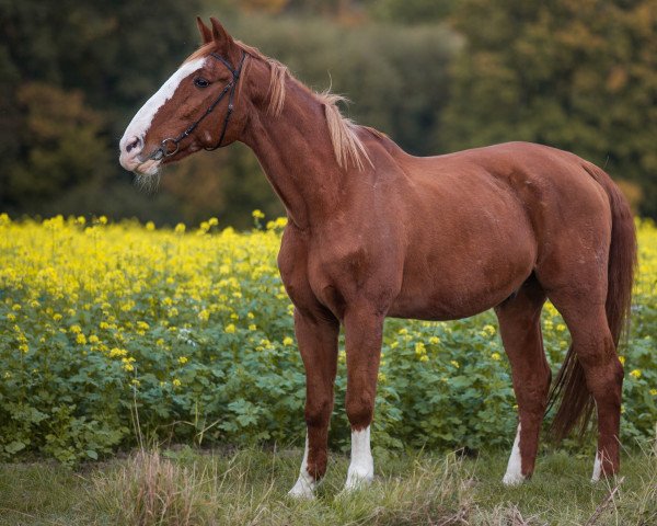 horse Tell Me More 1 (Holsteiner, 1992, from Tin Rocco)