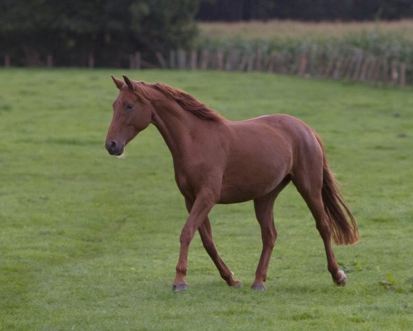 jumper Lea (German Sport Horse, 2010, from Levistano)