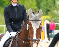 jumper Donna 787 (KWPN (Royal Dutch Sporthorse), 2008, from Karandasj)